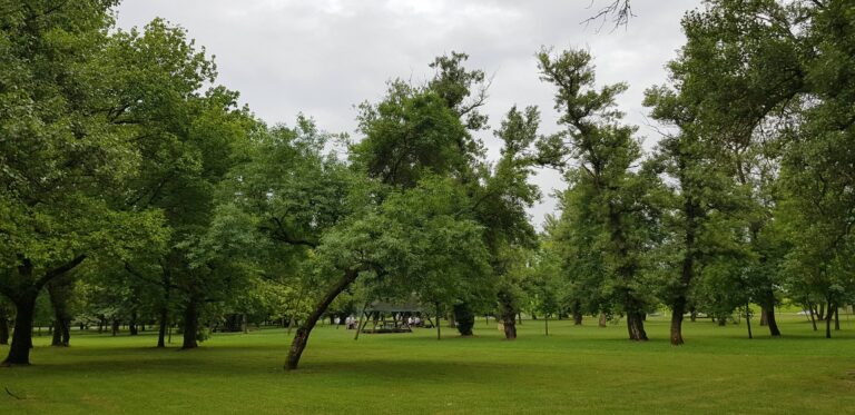Jarun wald 768x373